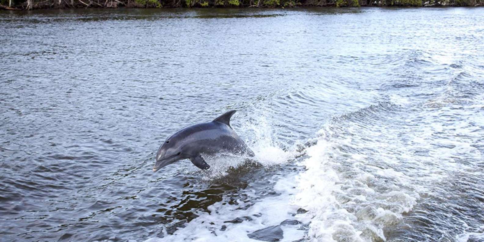 2021墨尔本留学生活一本通(中文电子书) - Tina T | 在线翻页PDF | FlipHTML5, image size:1585x792