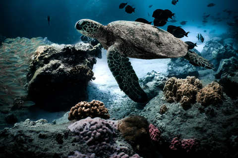 Cipro: Avventura di nuoto in mare aperto