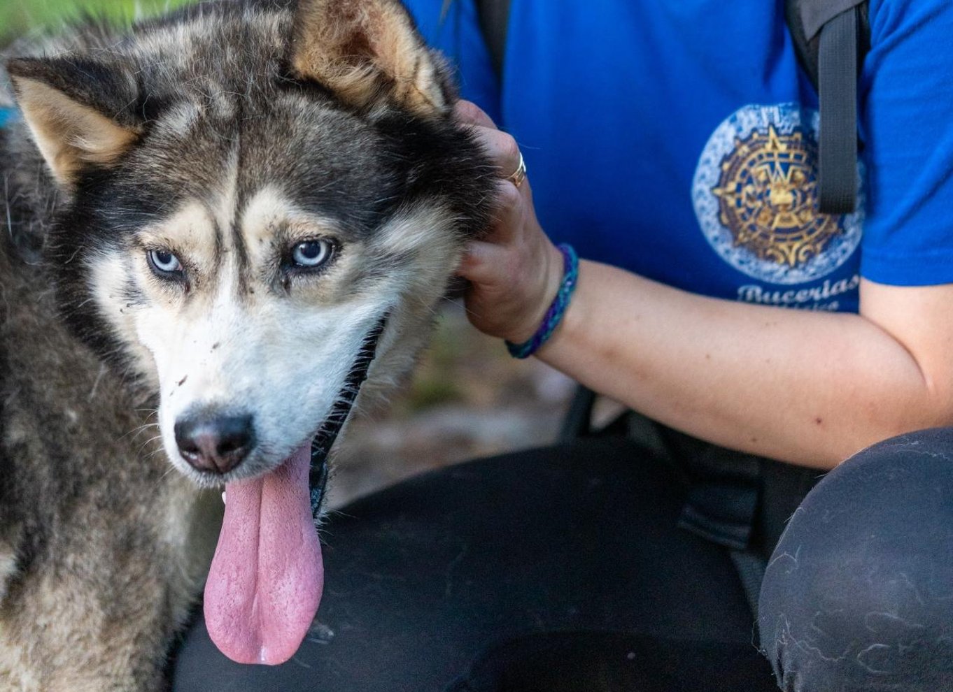 15 min. Tadoussac: Rundvisning bag kulisserne i kennelen for slædehunde
