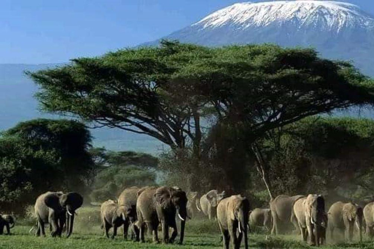 Von Nairobi aus: Amboseli-Nationalpark 3-tägige Mid-Luxus-Safari