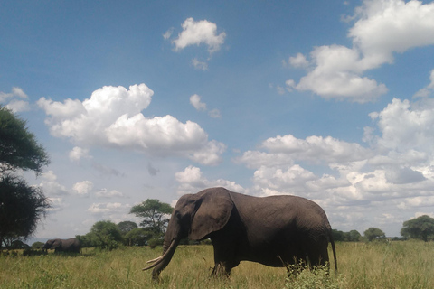 Een safari naar de Ngorongorokrater en Tarangire