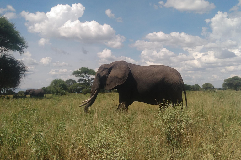 Een safari naar de Ngorongorokrater en Tarangire