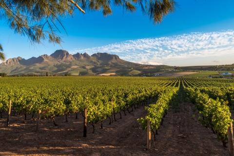 From Cape Town: Private Guided Winelands Tour Private Guided Winelands Tour with Hotel Pickup
