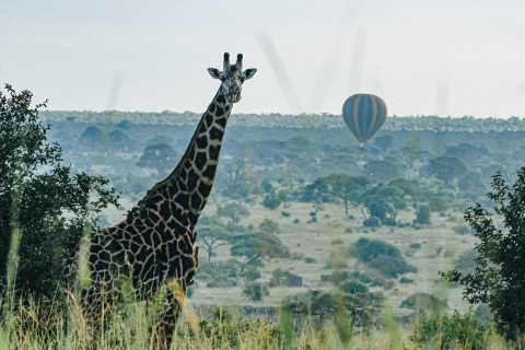 Arusha: 3-Day Safari to Tarangire, Lake Manyara & Ngorongoro Arusha: 3-Day Safari to Tarangire, Lake Manyara, and …