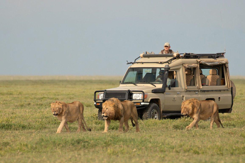 4-Day Ngorongoro wild camp and Lake Manyara safari