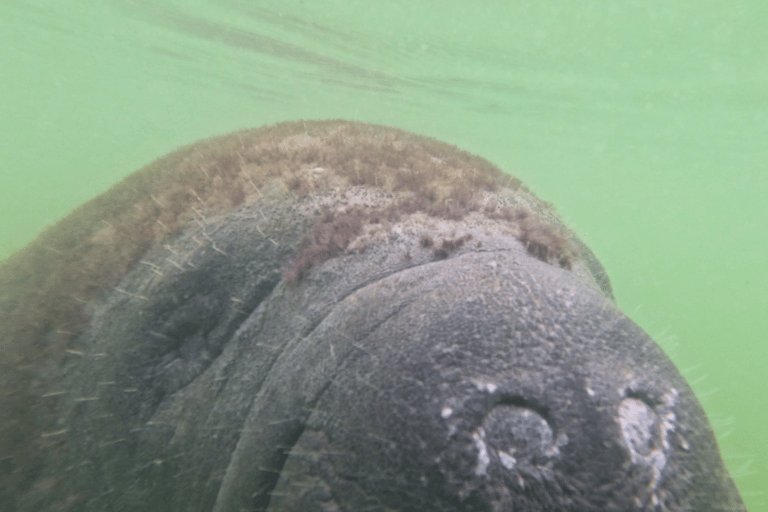 Sarasota: Clear Kayak Mangrove Tunnel Eco Tour