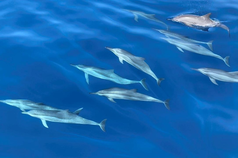 Mirissa: Whale Watching Luxury Super Grade Cruise Tour