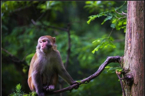 张家界：玻璃桥和《阿凡达》风景一日游Glass Bridge &amp; Avatar Scenery Private Tour(Only private car)