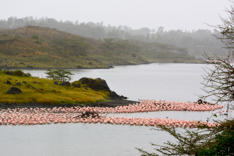 15 Tage Best of Kenia &amp; Tansania Safari mit Sansibar Strand