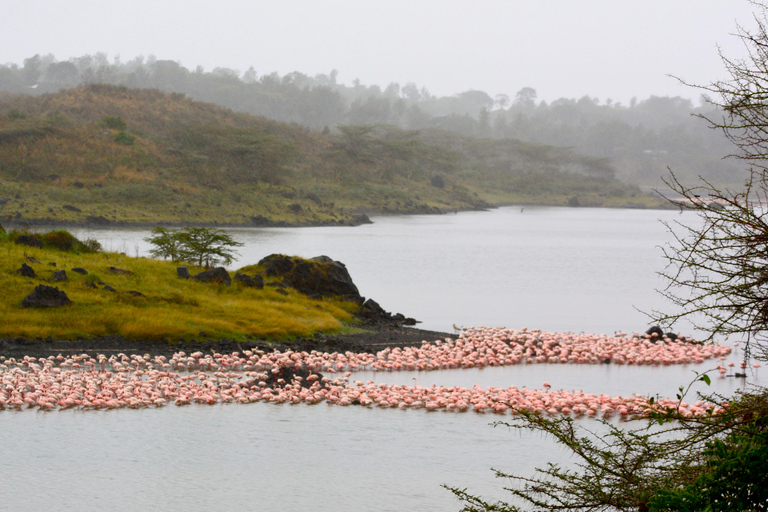 15 dagars safari med det bästa av Kenya och Tanzania med Zanzibar Beach