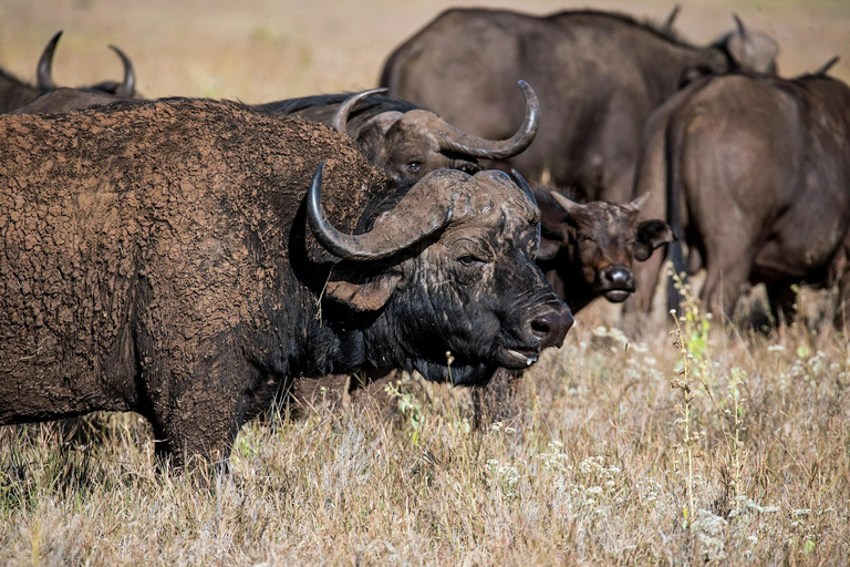 Safari na Reserva de Samburu: A natureza selvagem indomável do norte do Quénia