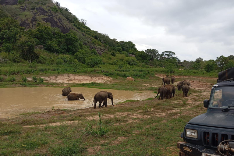 Von Dambulla/Sigiriya/: Minneriya-Nationalpark 4h-Safari