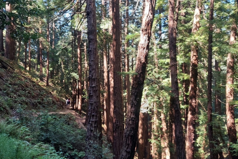 Z San Francisco: Muir Woods i Sausalito Group Tour