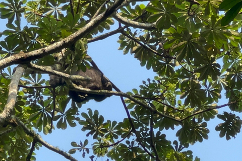 Lago Bunyonyi - Viagem de 1 dia para o trekking com chimpanzés na floresta de Kalinzu