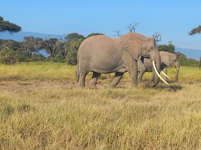 Day trip to Amboseli National park from Nairobi