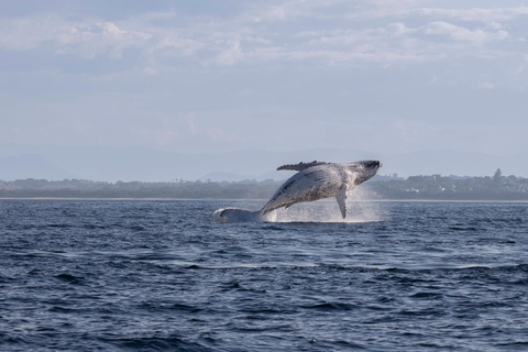 Gold Coast/Coolangatta: Whale Watching with Marine Biologist