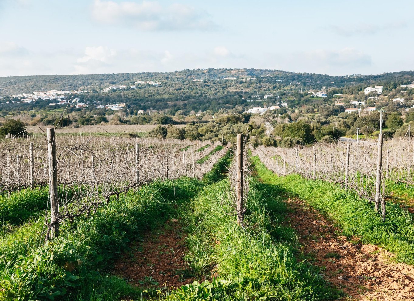 Loulé: Quinta da Tôr vingård guidet tur og vinsmagning