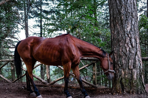 Sorrento: Horseback ride on Mount Faito with lunch Sorrento: Horseback riding excursion to Mount Faito with lunch