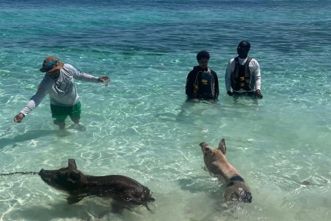 Schwimmende Schweine Safari 2 Std.