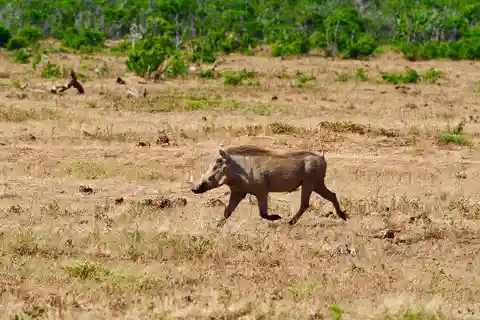 2 noches y 3 días en el Parque Nacional de Mikumi desde Dar-es-Salaam