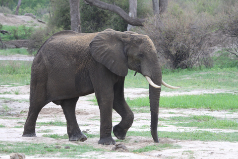 Victoria Falls: Safari game drive tour 3 hours