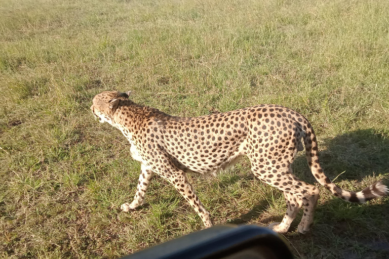 Masai Mara: 3 giorni di Masai Mara