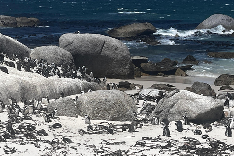 Robben Island, Penguins & Cape of Good Hope Adventure