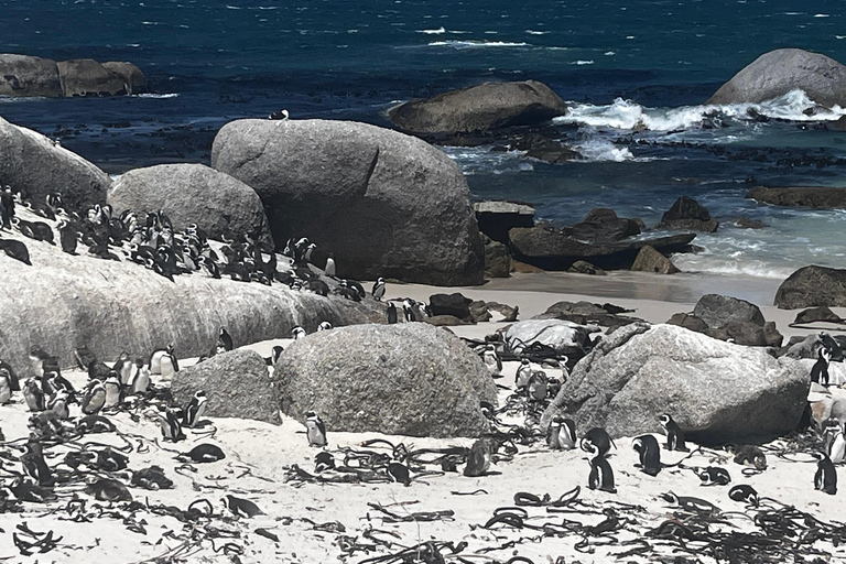 Robben Island, Penguins & Cape of Good Hope Adventure