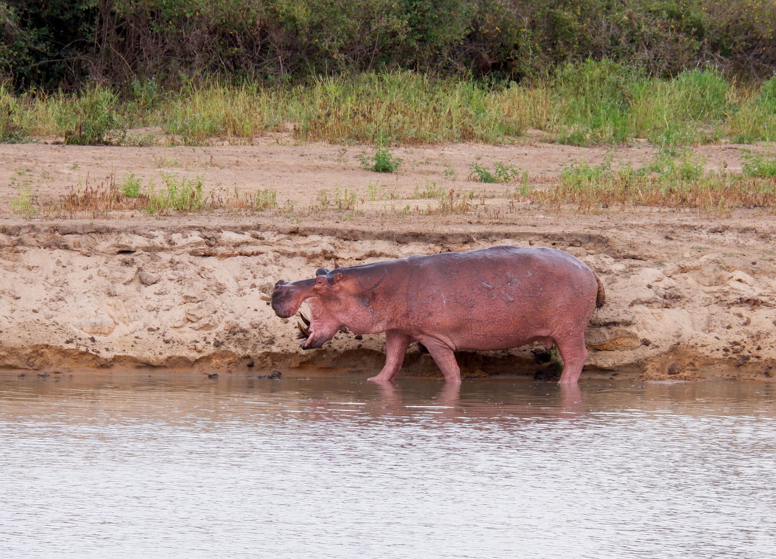 Vom Selous-Wildreservat: Wildtiersafari auf dem Rufiji-Fluss
