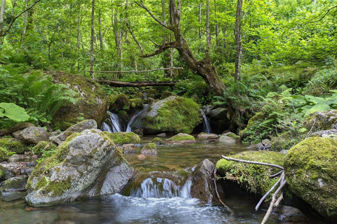 Toetaisi wildernis trektocht: 4-daagse trektocht door de wildernis