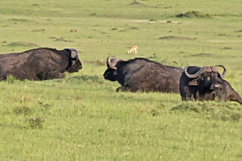 Nairobi: 3-Day epic trip to Maasai Mara Reserve with meals 3 days, 2 nights private safari to Mara in a tourist VAN