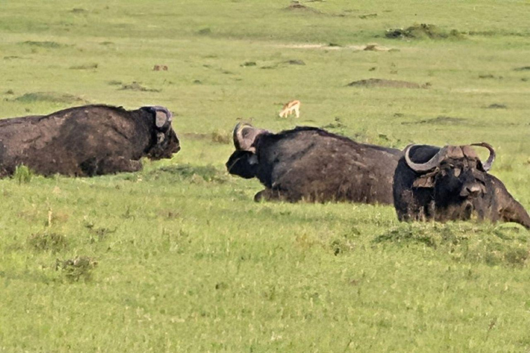 Nairobi: 3-Day epic trip to Maasai Mara Reserve with meals 3 days, 2 nights private safari to Mara in a tourist VAN