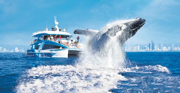 Gold Coast: Whale Watching Cruise & Sea World Entry