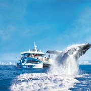 Gold Coast: Whale Watching Cruise & Sea World Entry