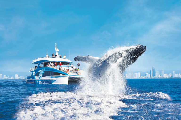 Gold Coast: rejs z obserwacją wielorybów i wstęp do Sea World