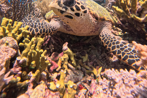 Pemuteran Bali: Menjangan Island Snorkeling Trip with Lunch