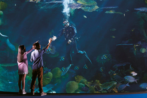 Bangkok: Ticket de acceso a SEA LIFE Bangkok Ocean WorldReserva anticipada en fechas de temporada baja