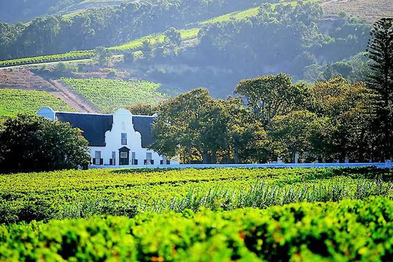 Città del Capo: degustazione di vini, casa delle giraffe e incontro con il ghepardo