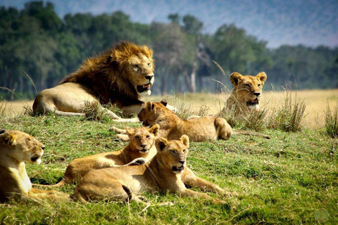 Au départ de Nairobi : Safari de 2 jours dans les parcs nationaux de Tsavo Est et Ouest