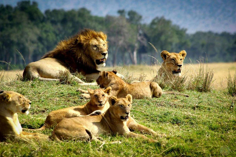 Von Mombasa aus: 3-tägige Tsavo West National Park Safari