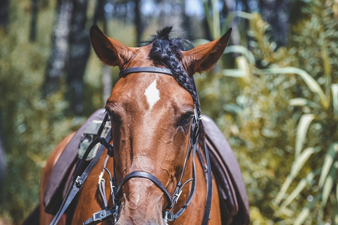 From San José: Sarapiquí Zipline, Horse Ride & Lunch