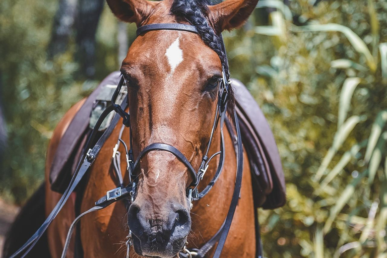 From San José: Sarapiquí Zipline, Horse Ride & Lunch