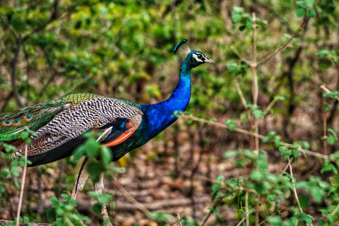 Delhi : 2 jours d&#039;aventure dans le safari Jim Corbett