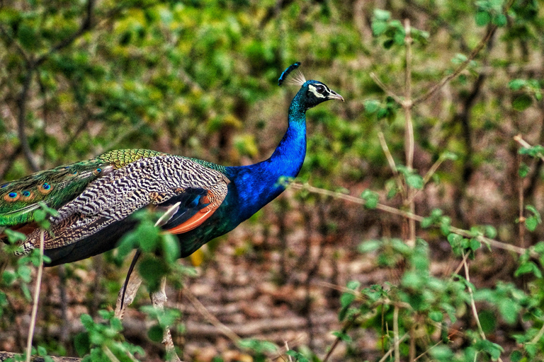 Delhi : 2 jours d&#039;aventure dans le safari Jim Corbett