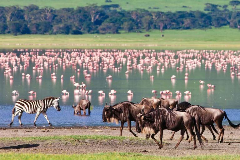 Tour nel Parco Nazionale del Serengeti e nel Cratere di Ngorongoro, partendo da ArushaEsplora il Parco Nazionale del Serengeti e il cratere di Ngorongoro per 3 giorni