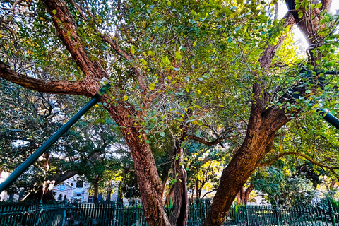 Cape Town Uncovered: Culture on Foot