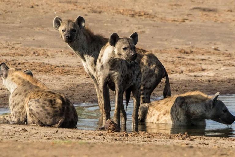 Full Day Safari in Chobe National Park From Victoria Falls