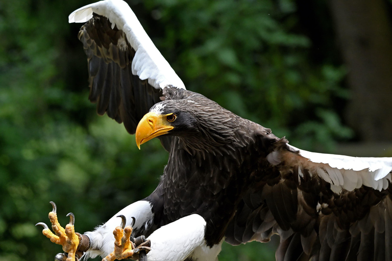 Ruhla: bilhete para um espetáculo aéreo com águias, corujas e muito mais.Ruhla: Bilhete para um show aéreo com águias, corujas e outros animais