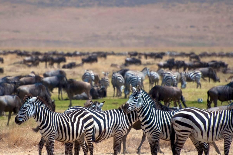 Tanzania: 10-Day Safari with Tarangire, Serengeti