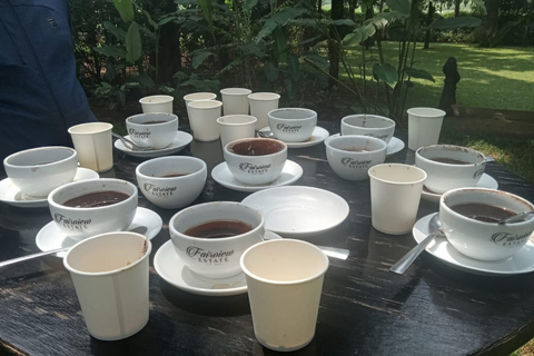 Coffee Farm Tour (Fairview)